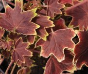 Pelargonia zonale 'Vancouver Centennial'